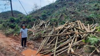 Nhiều vụ tranh chấp rừng sản xuất sau bão số 3 ở Quảng Ninh