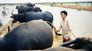 Từ lịch sử dân tộc đến đường đua Oscar 2025