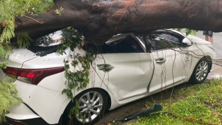 Mưa lớn, cây cổ thụ trong trường tiểu học bật gốc đè xe ô tô