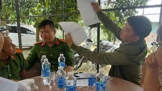 Công an vào cuộc vụ 2ha điều bị cưa trắng