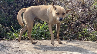 Bé trai 7 tuổi tử vong sau hơn 1 tháng bị chó dại cắn