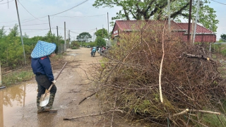 Làng đào, quất gấp rút phục hồi đón Tết