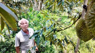 Sầu riêng - vận may của người nông dân