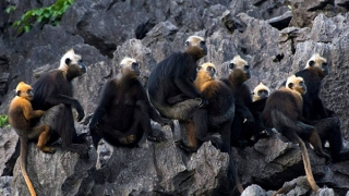 Di sản Hạ Long – Cát Bà lên sóng truyền hình quốc tế