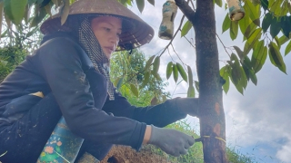 Điều tra 2,5ha sầu riêng ở Lâm Đồng bị cưa đổ