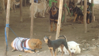 Chó cưng đi… học ngoại ngữ