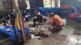 Tịch thu, tiêu hủy hơn 4 tấn lòng lợn đã bốc mùi