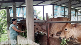 Gương tiêu biểu sử dụng hiệu quả vốn tín dụng chính sách