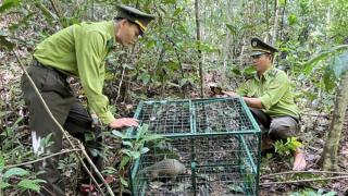 Chung tay ngăn "chảy máu" dải rừng tự nhiên độc đáo của Việt Nam