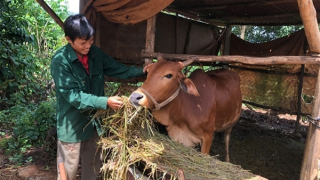 Pleiku giảm nghèo bền vững nhờ nguồn vốn chính sách