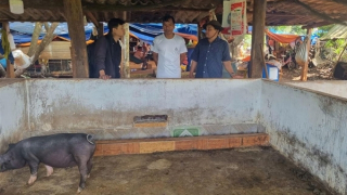 Yêu cầu làm rõ việc heo cấp cho hộ nghèo, hộ cận nghèo chết hàng loạt