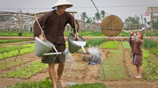 Làng rau Trà Quế được vinh danh Làng du lịch tốt nhất năm 2024