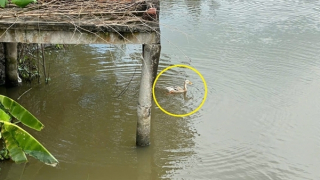 Sử dụng các biện pháp dân gian để dụ bắt cá sấu trên sông Bằng Lăng