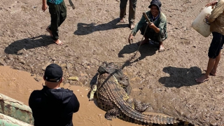 Cá sấu 80kg "đi lạc" ở gần cửa biển Bạc Liêu