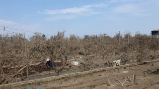 Hà Nội: Hỗ trợ thêm 37 tỷ đồng cho nông nghiệp sau bão số 3