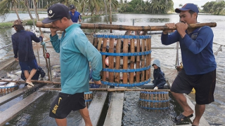 Nhiều cơ hội và thách thức với ngành cá tra ở miền Tây