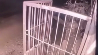 Chó béc giê cắn tử vong bé gái, chủ nuôi chó bị khởi tố