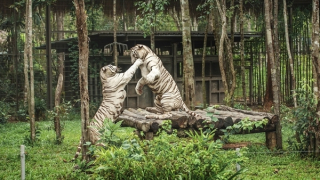 Vinpearl Safari Phú Quốc lọt Top đầu vườn thú và thủy cung tại Châu Á