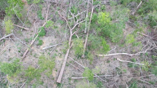 UBND tỉnh Gia Lai chỉ đạo điều tra, xử lý vụ phá rừng