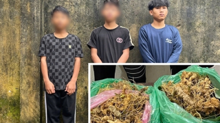 Tạm giữ 3 đối tượng nhổ trộm hơn 200 gốc sâm Ngọc Linh