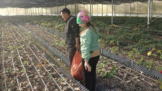 Phát triển vùng dược liệu gắn với du lịch tại cao nguyên Sìn Hồ