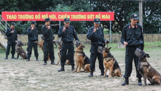 Bí mật của nghề huấn luyện cảnh khuyển