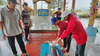 Phát hiện cá heo bị chết tại đảo Cù Lao Xanh và giải pháp "độc" từ Nam Mỹ