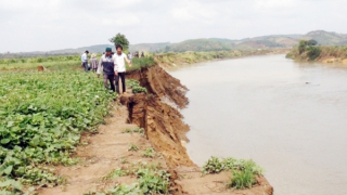 Sông Krông Nô “kêu cứu”