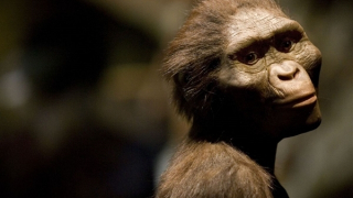 Những điều chưa biết về tổ tiên của loài người - Lucy