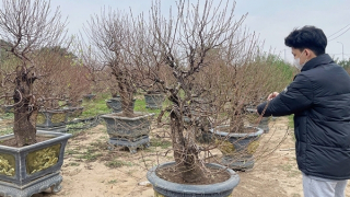 Vì sao người trồng đào Nhật Tân “nín thở”?