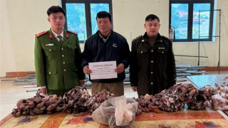 Bắt giữ đối tượng thu mua, tàng trữ trái phép động vật hoang dã