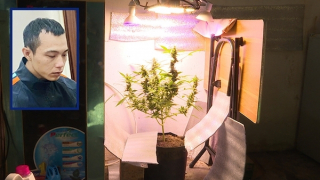 Bắt giữ đối tượng mua bán và trồng trái phép cây cần sa