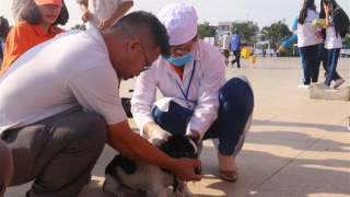 Phát hiện ổ dịch dại do chó cắn tại Bà Rịa-Vũng Tàu