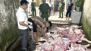 Khởi tố vụ chuyên thu gom lợn chết, lợn dịch bán ra thị trường