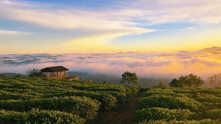 Tiếng vọng xuân trên phố núi