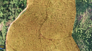 Tổng Công ty Lâm nghiệp Việt Nam chuyển đổi số, nâng cao hiệu quả hoạt động sản xuất, kinh doanh