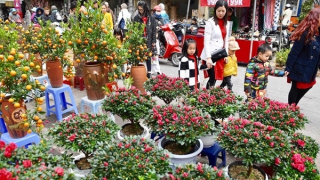 Hà Nội tổ chức 70 chợ hoa xuân dịp Tết Nguyên đán Ất Tỵ