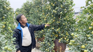 Quất Tứ Liên sụt giảm vào vụ Tết