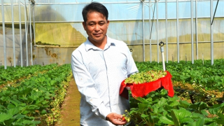 Thu nhập hàng tỷ đồng nhờ trồng dâu tây công nghệ cao