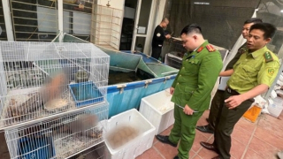 Khởi tố đối tượng mua bán động vật nguy cấp, quý hiếm