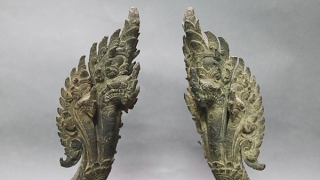 Những giấc mơ rắn