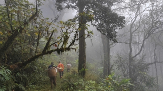 Vũ điệu đá cổ Pavie