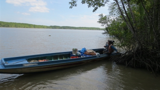 Rừng đước đón Xuân