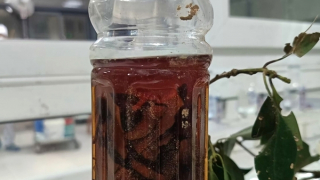 Uống rượu ngâm rễ cây rừng, 5 người thương vong