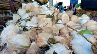 Nâng tầm ngành dừa để đảm bảo sinh kế cho người dân