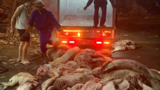 Phát hiện hơn 1,7 tấn thịt heo chết chuẩn bị đưa đi tiêu thụ