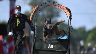 Kỷ niệm huấn luyện cảnh khuyển ở nước ngoài