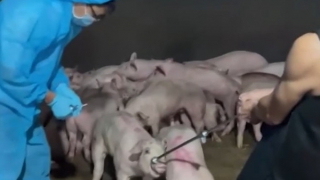 Phát hiện cơ sở giết mổ hàng trăm con heo bệnh tuồn vào các chợ đầu mối tiêu thụ