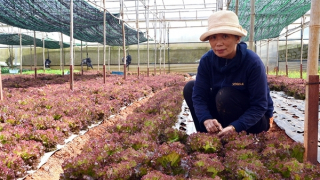 Liên kết sản xuất rau thơm bền vững, cùng nhau làm giàu