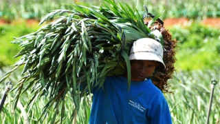 Hoa Đà Lạt “lao dốc”, nhà vườn lỗ nặng